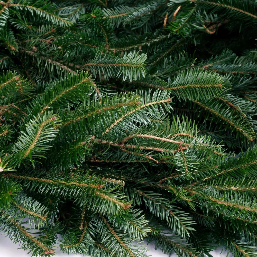 VAN ZYVERDEN 25 ft. Live Fresh Cut Blue Ridge Mountain Fraser Fir Coil Holiday Garland