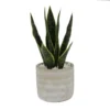 Flora Bunda 12 in. Snake Plant in 4.75 in. Arrow Cement Planter