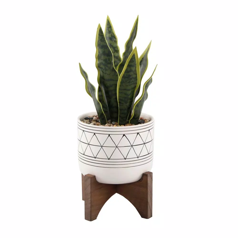 Flora Bunda 12 in. Snake Plant in Black GEO Paint White Ceramic Pot on Wood Stand