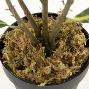 Zentique Faux Green Leafed House Potted Plant